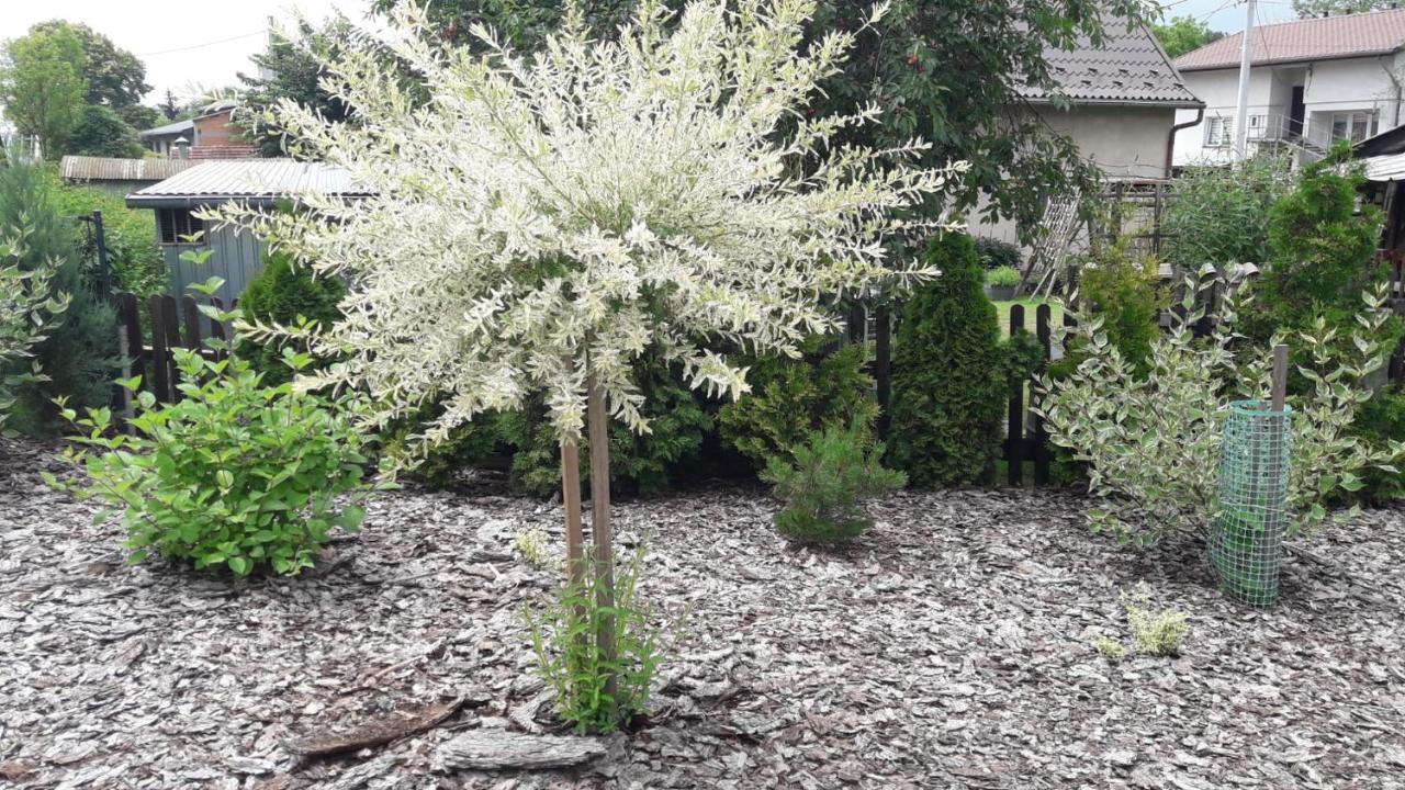 Pokoje Pod Grusza -Osobne Wejscia Kudowa-Zdrój Esterno foto