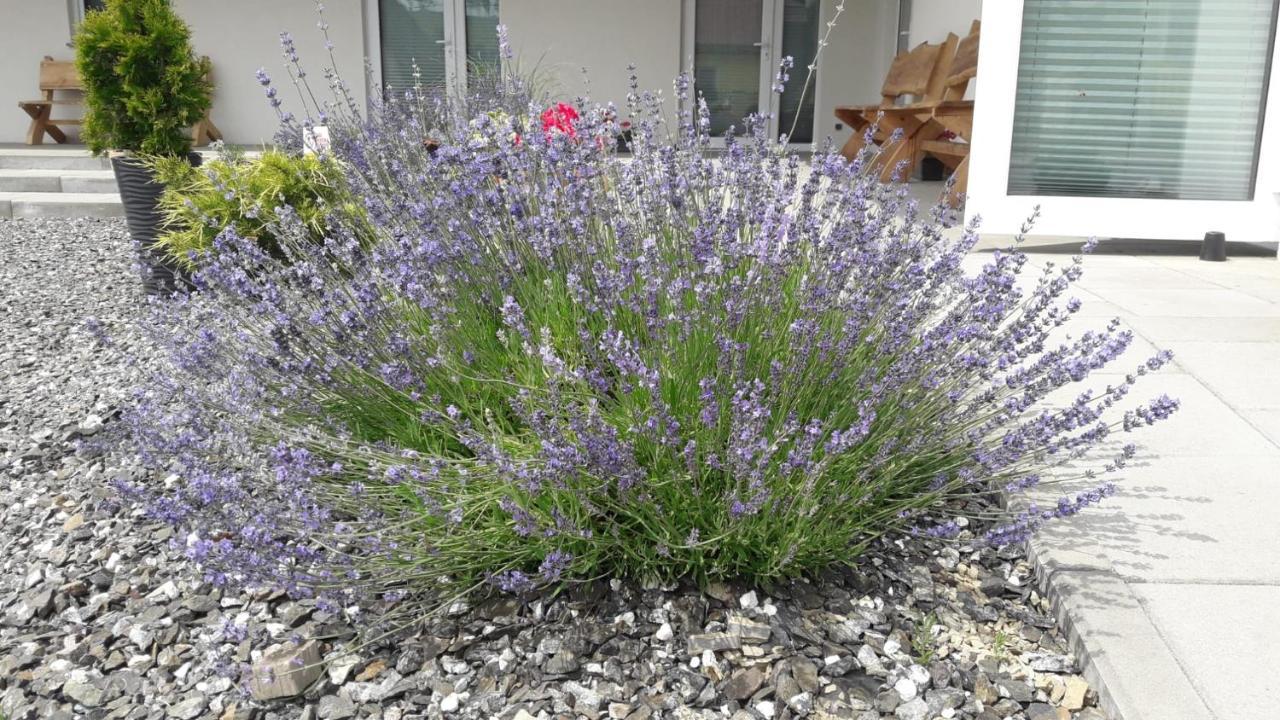 Pokoje Pod Grusza -Osobne Wejscia Kudowa-Zdrój Esterno foto